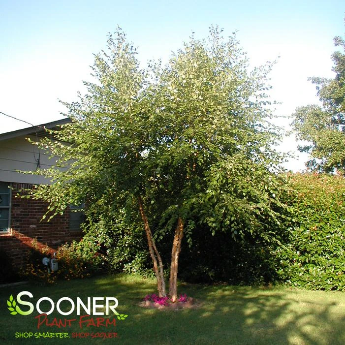 HERITAGEĀ® RIVER BIRCH - Image 2