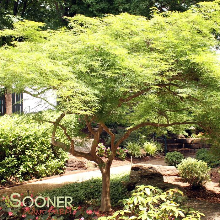 VIRIDIS WEEPING JAPANESE MAPLE - Image 3
