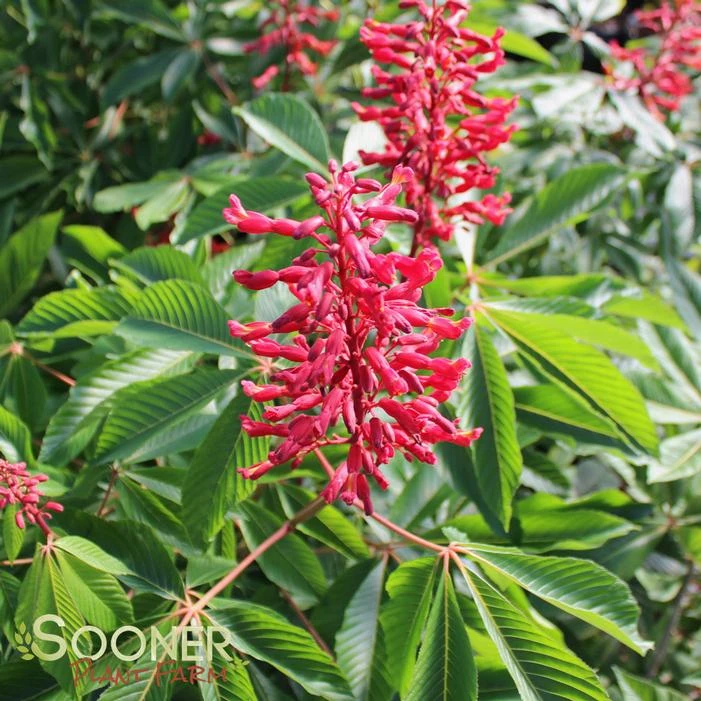 RED BUCKEYE - Image 2