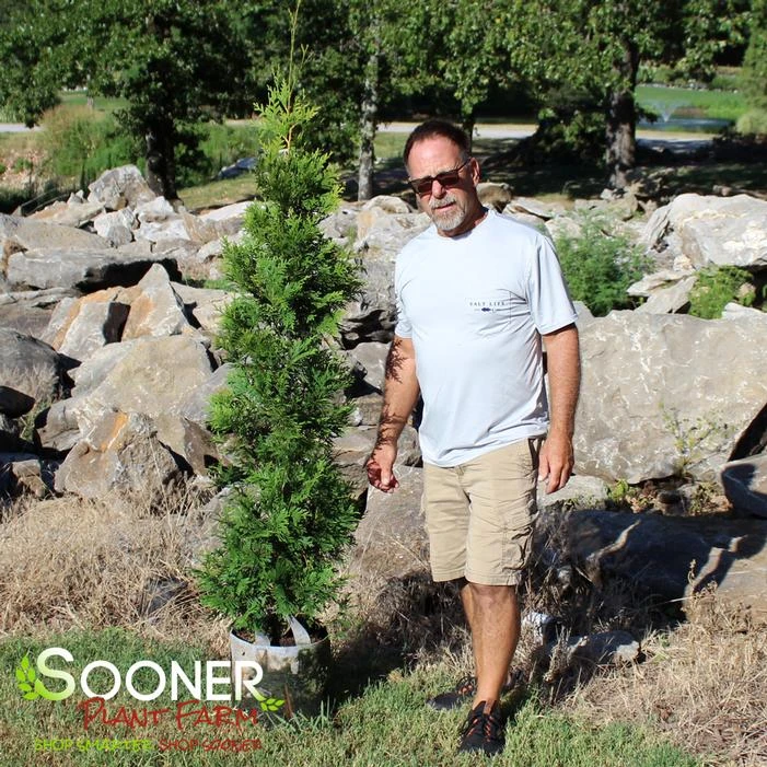 GREEN GIANT ARBORVITAE - Image 2