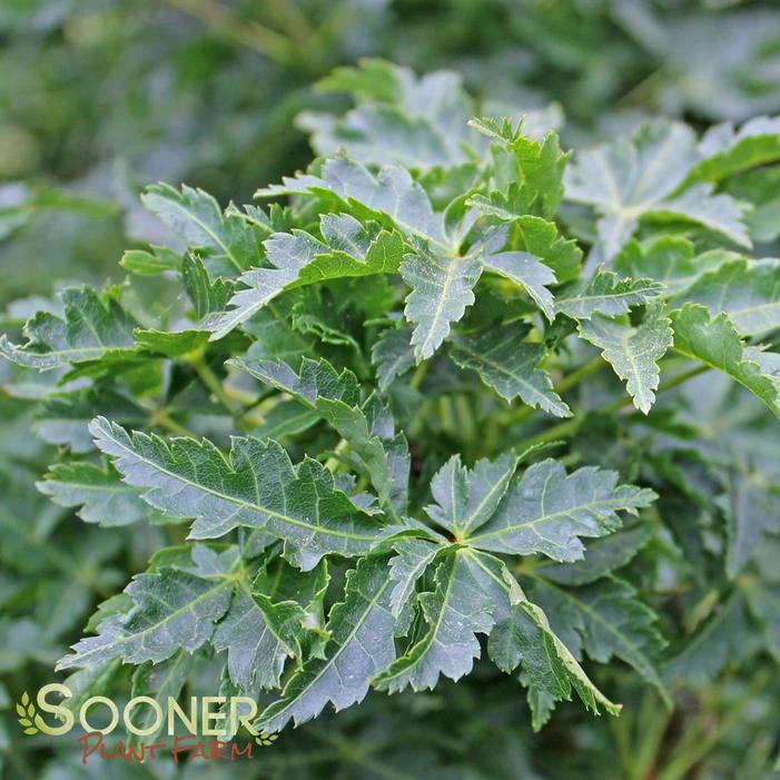 LION'S HEAD UPRIGHT JAPANESE MAPLE