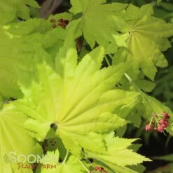 GOLDEN FULL MOON UPRIGHT JAPANESE MAPLE