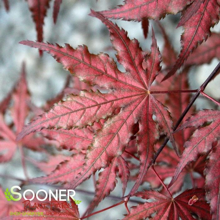 PURPLE GHOST UPRIGHT JAPANESE MAPLE