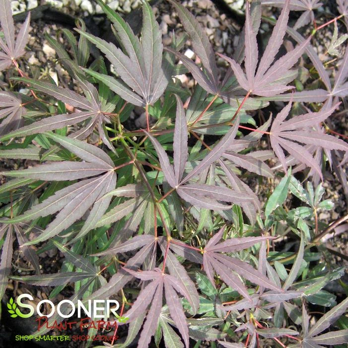 RED CLOUD UPRIGHT JAPANESE MAPLE - Image 2