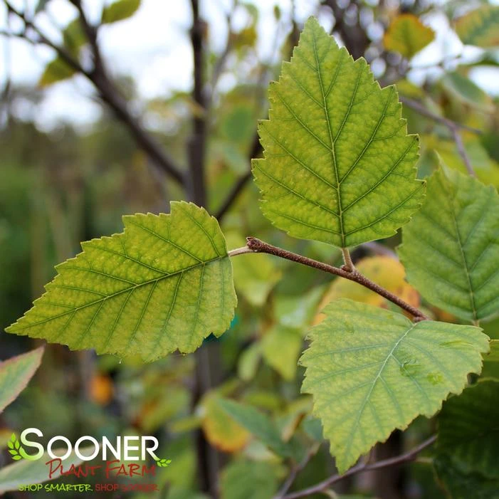 CITY SLICKER RIVER BIRCH - Image 2