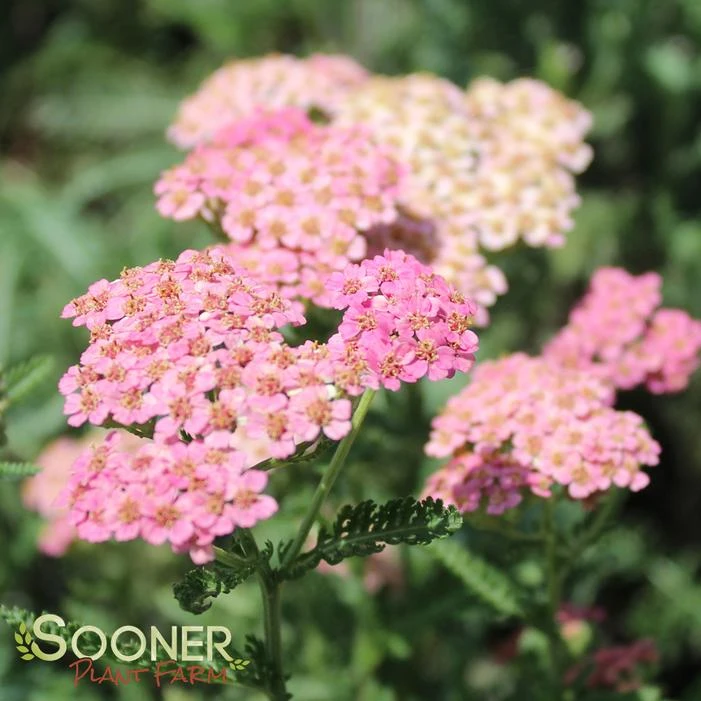 SUMMER PASTELS YARROW - Image 3