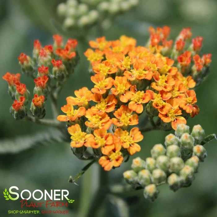 TERRA COTTA YARROW - Image 2