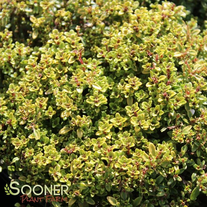 GOLD THYME - Image 2