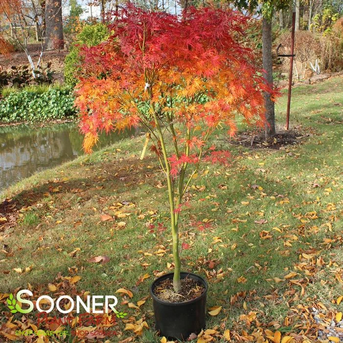 SEIRYU UPRIGHT JAPANESE MAPLE - Image 3