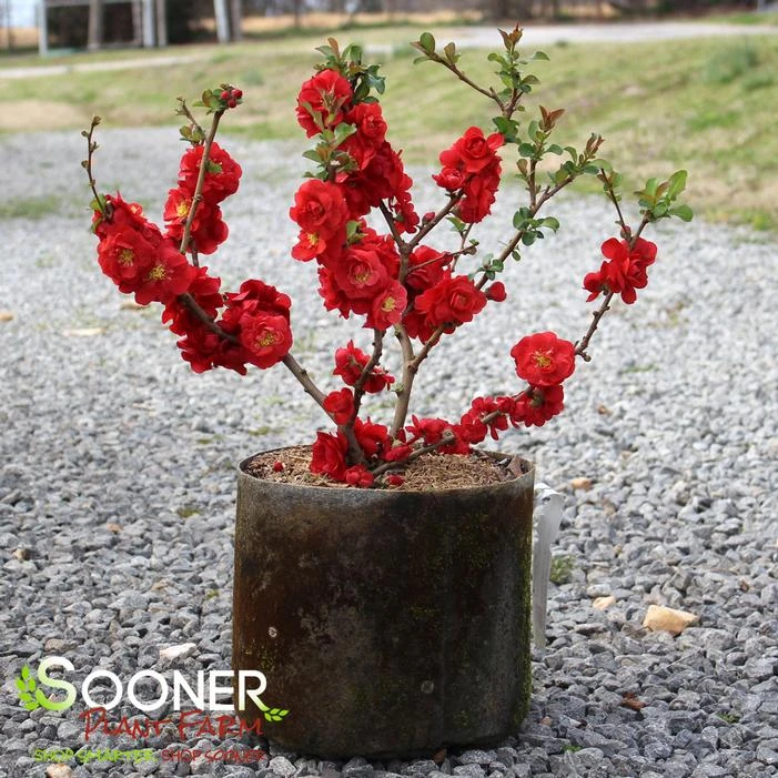 DOUBLE TAKEĀ® SCARLET STORM QUINCE - Image 6