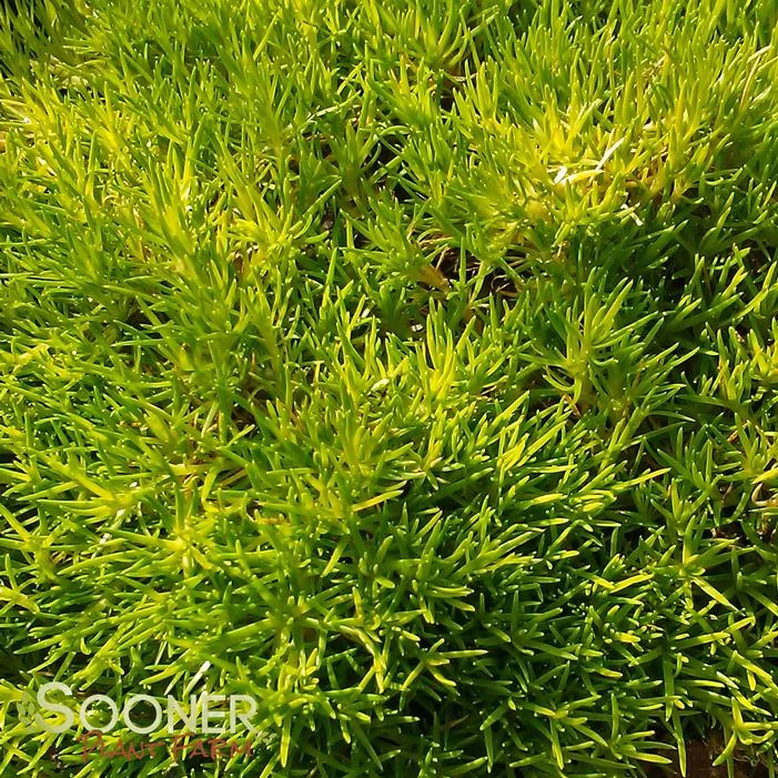 SCOTCH MOSS - Image 2