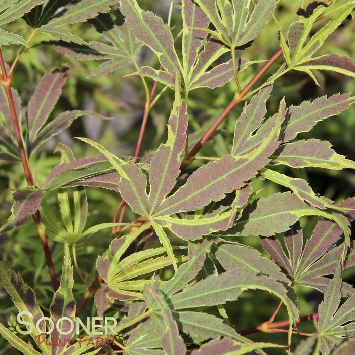 MANYO NO SATO UPRIGHT JAPANESE MAPLE - Image 2