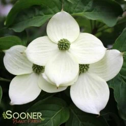 MILKY WAY CHINESE DOGWOOD