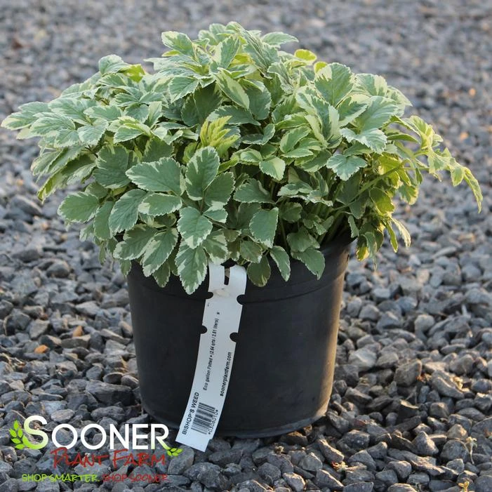 BISHOP'S WEED - Image 2