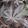 YASEMIN UPRIGHT JAPANESE MAPLE
