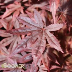 DRAGON TEARSβ’ WEEPING JAPANESE MAPLE