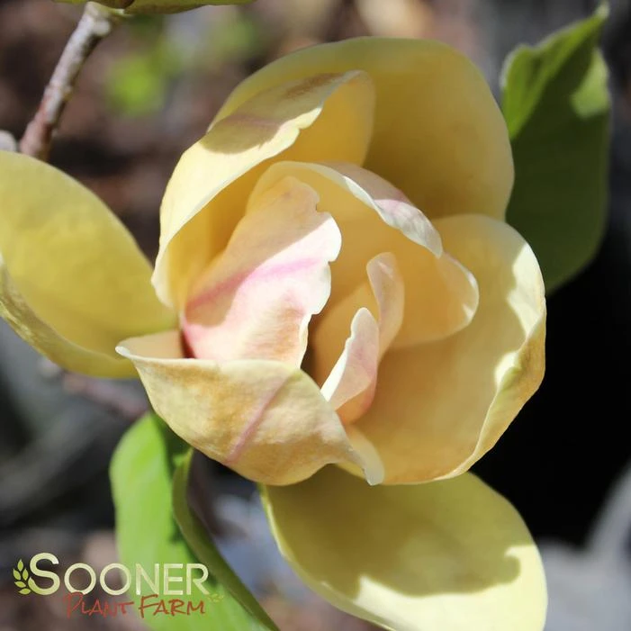 SUNSATION MAGNOLIA - Image 2