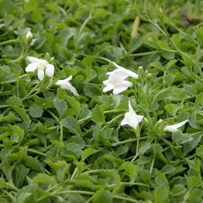 WHITE MAZUS