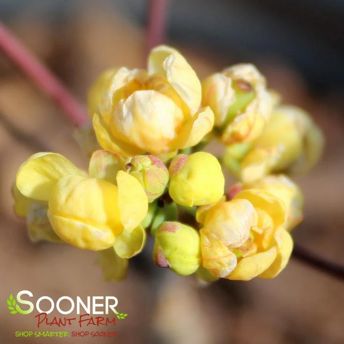 CREEPING MAHONIA - Image 3