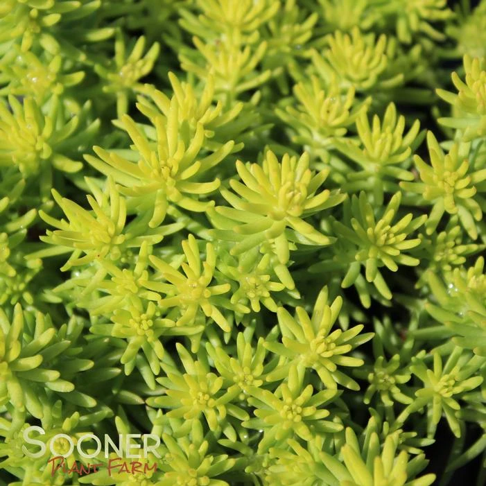 ANGELINA SEDUM - Image 2