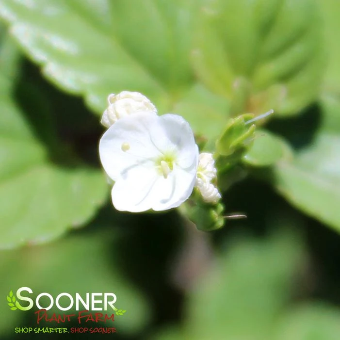 WHITEWATER PROSTRATE SPEEDWELL - Image 2