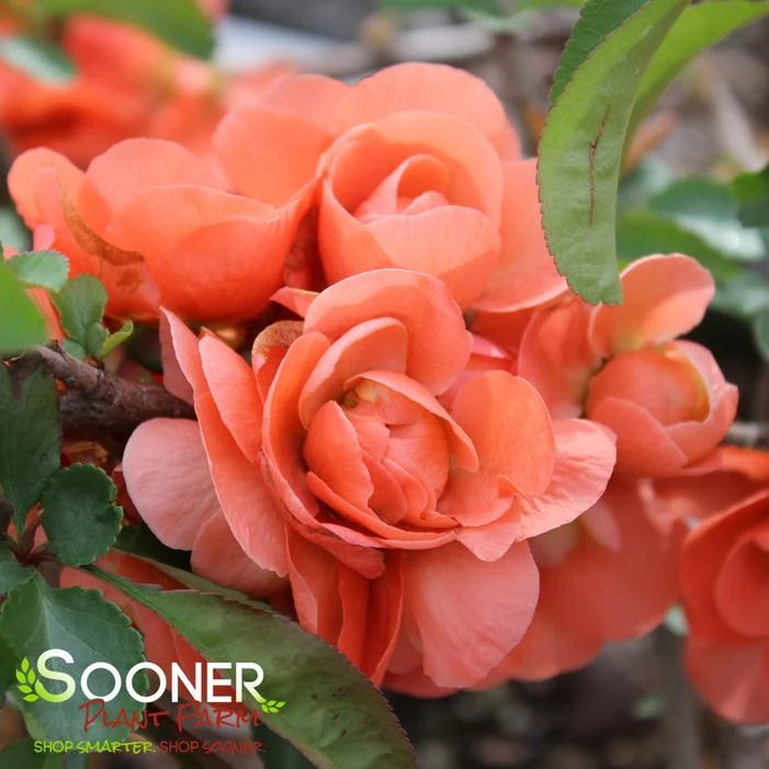 DOUBLE TAKEĀ® PEACH STORM QUINCE - Image 2
