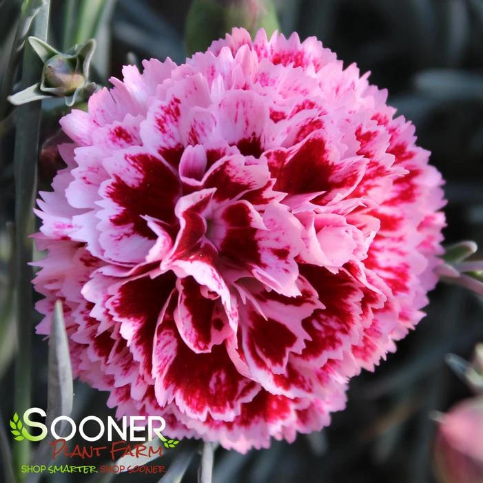 FRUIT PUNCH® CHERRY VANILLA DIANTHUS - Image 2