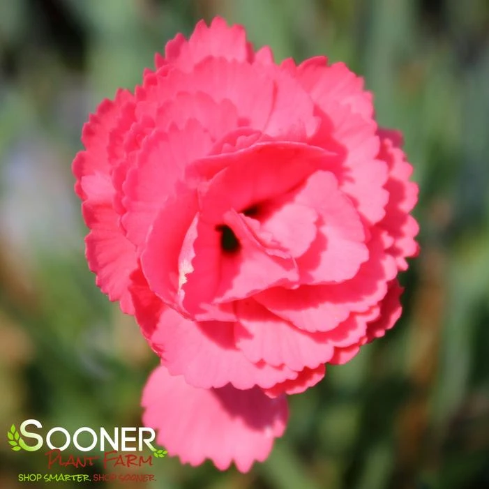 FRUIT PUNCH® CLASSIC CORAL DIANTHUS - Image 3