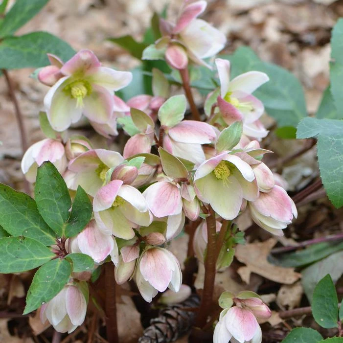 WALBERTON'S® IVORY PRINCE LENTEN ROSE - Image 2