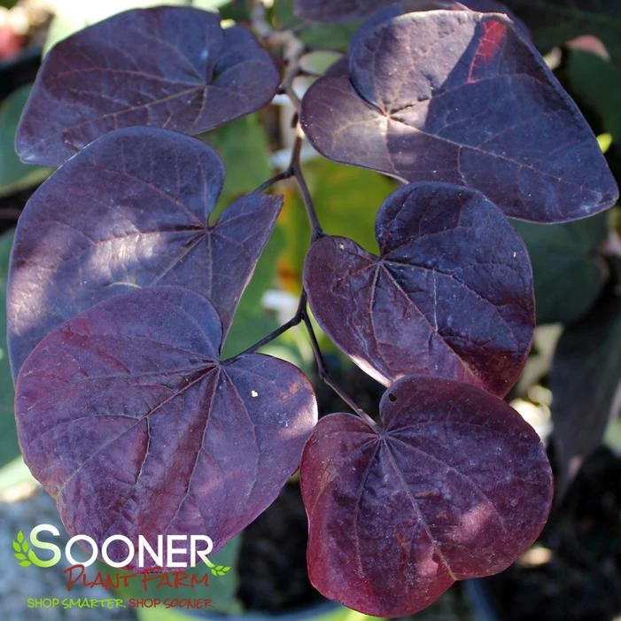 BLACK PEARL™ REDBUD - Image 2