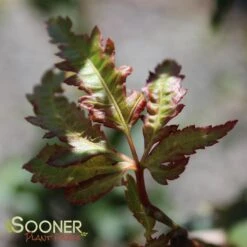 HANEZU HAGOROMO UPRIGHT JAPANESE MAPLE