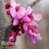 PINK HEARTBREAKER WEEPING REDBUD