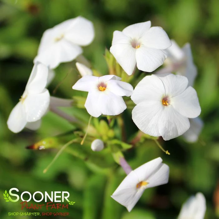 FASHIONABLY EARLY CRYSTAL GARDEN PHLOX