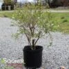 KOJO-NO-MAI ORNAMENTAL CHERRY BUSH