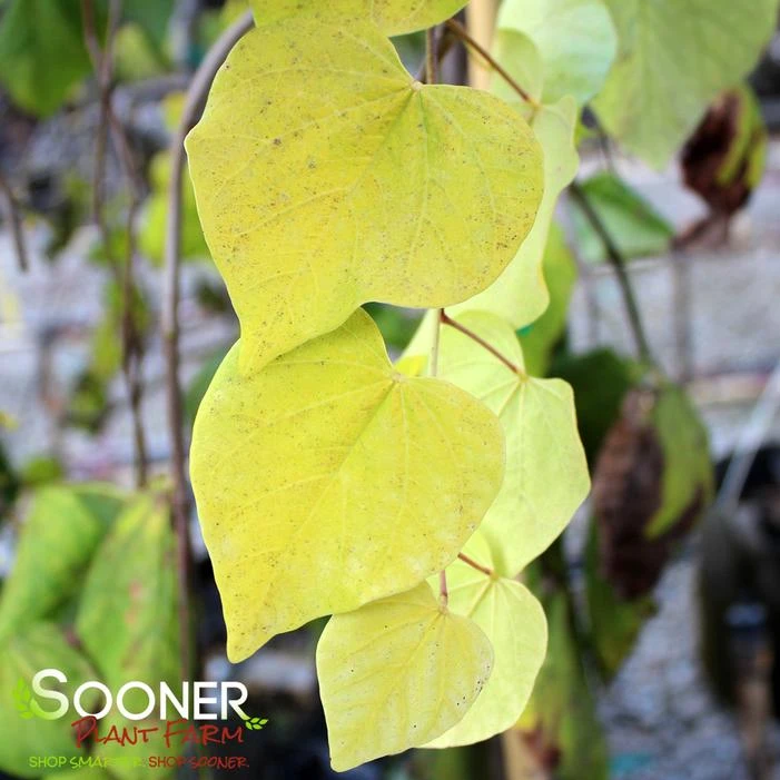 GOLDEN FALLSĀ® WEEPING REDBUD