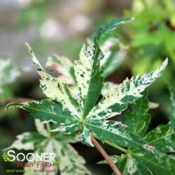 TSURU NO MAI UPRIGHT JAPANESE MAPLE