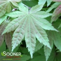 BLUE MOON UPRIGHT JAPANESE MAPLE