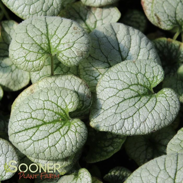 QUEEN OF HEARTS BRUNNERA - Image 6
