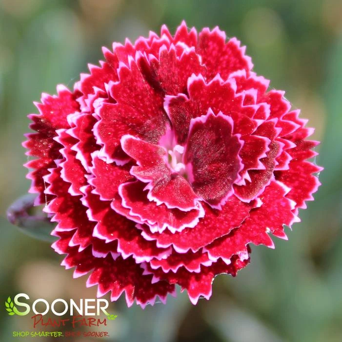 FRUIT PUNCH® BLACK CHERRY FROST DIANTHUS - Image 2