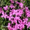 MAGENTA SPRITE HYBRID SPRING PHLOX