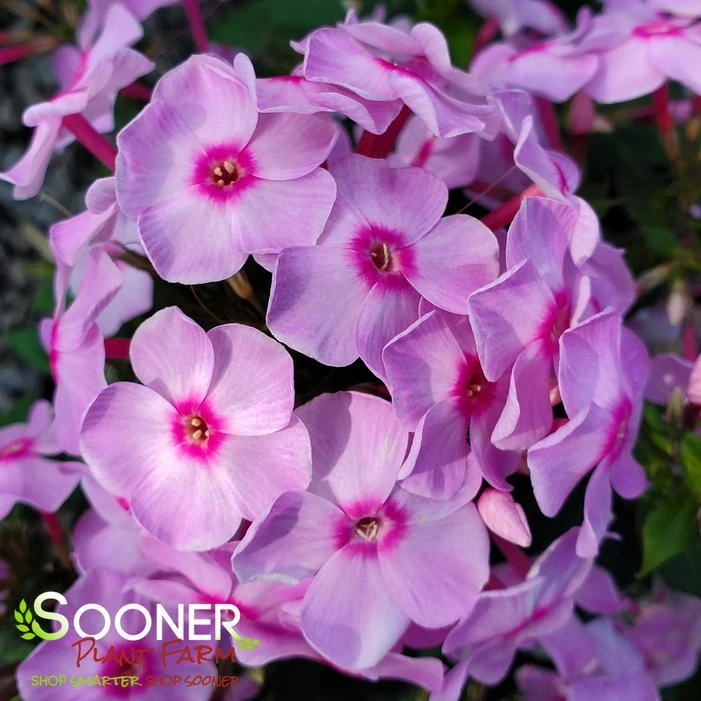 LUMINARY® OPALESCENCE GARDEN PHLOX