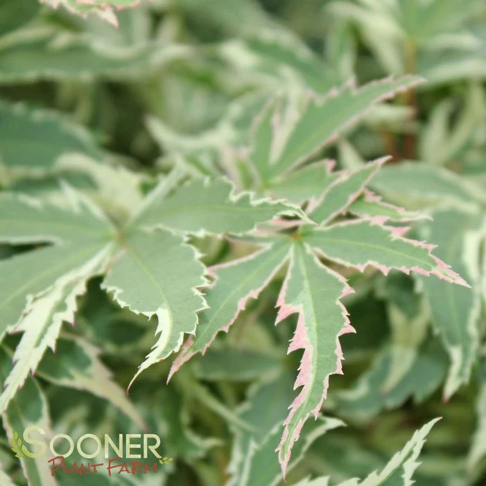 BUTTERFLY UPRIGHT JAPANESE MAPLE - Image 5