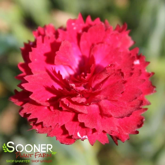 PRETTY POPPERS⢠ELECTRIC RED DIANTHUS - Image 2