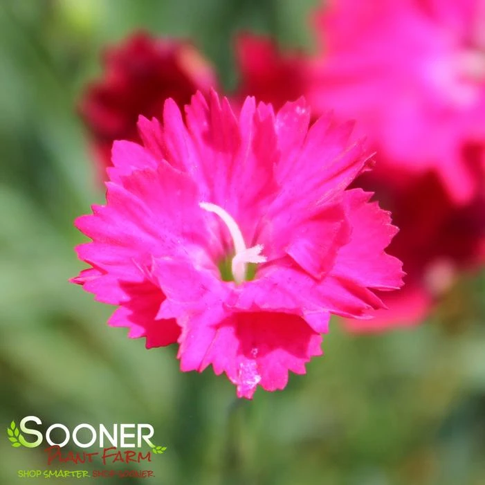 PAINT THE TOWN RED DIANTHUS - Image 3