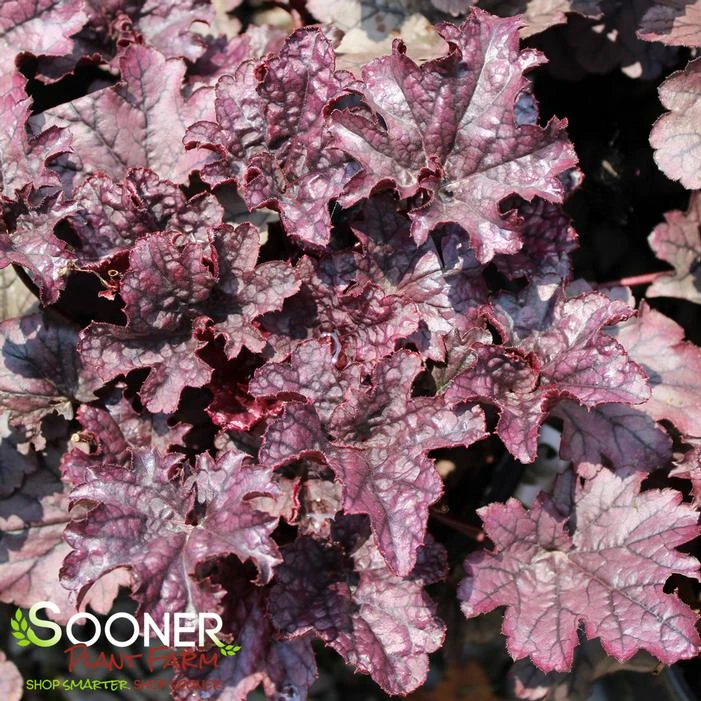 GRAPE TIMELESS CORAL BELLS - Image 4