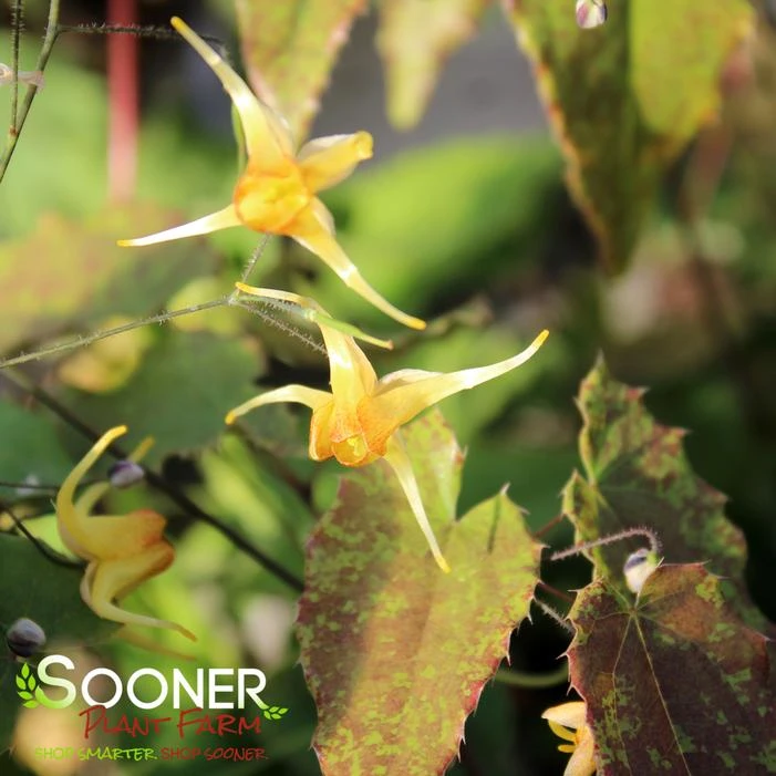 AMBER QUEEN EPIMEDIUM - Image 2