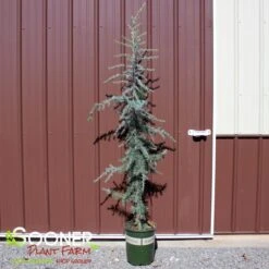 KARL FUCHS DEODAR CEDAR