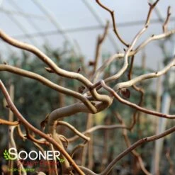 ZYDECO TWIST BLACKGUM