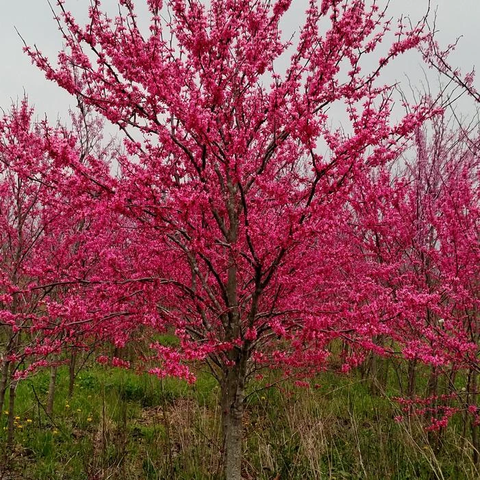 TENNESSEE PINK REDBUD - Image 4