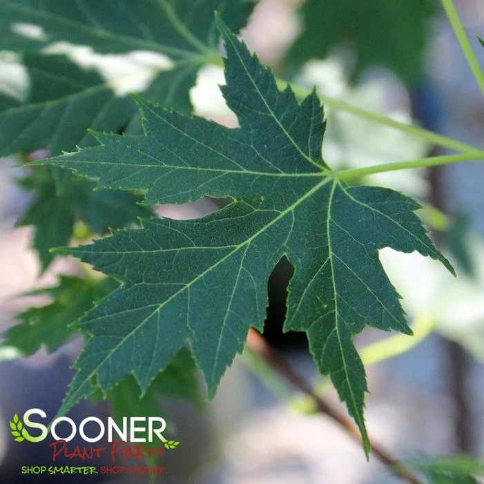 CELEBRATIONĀ® MAPLE